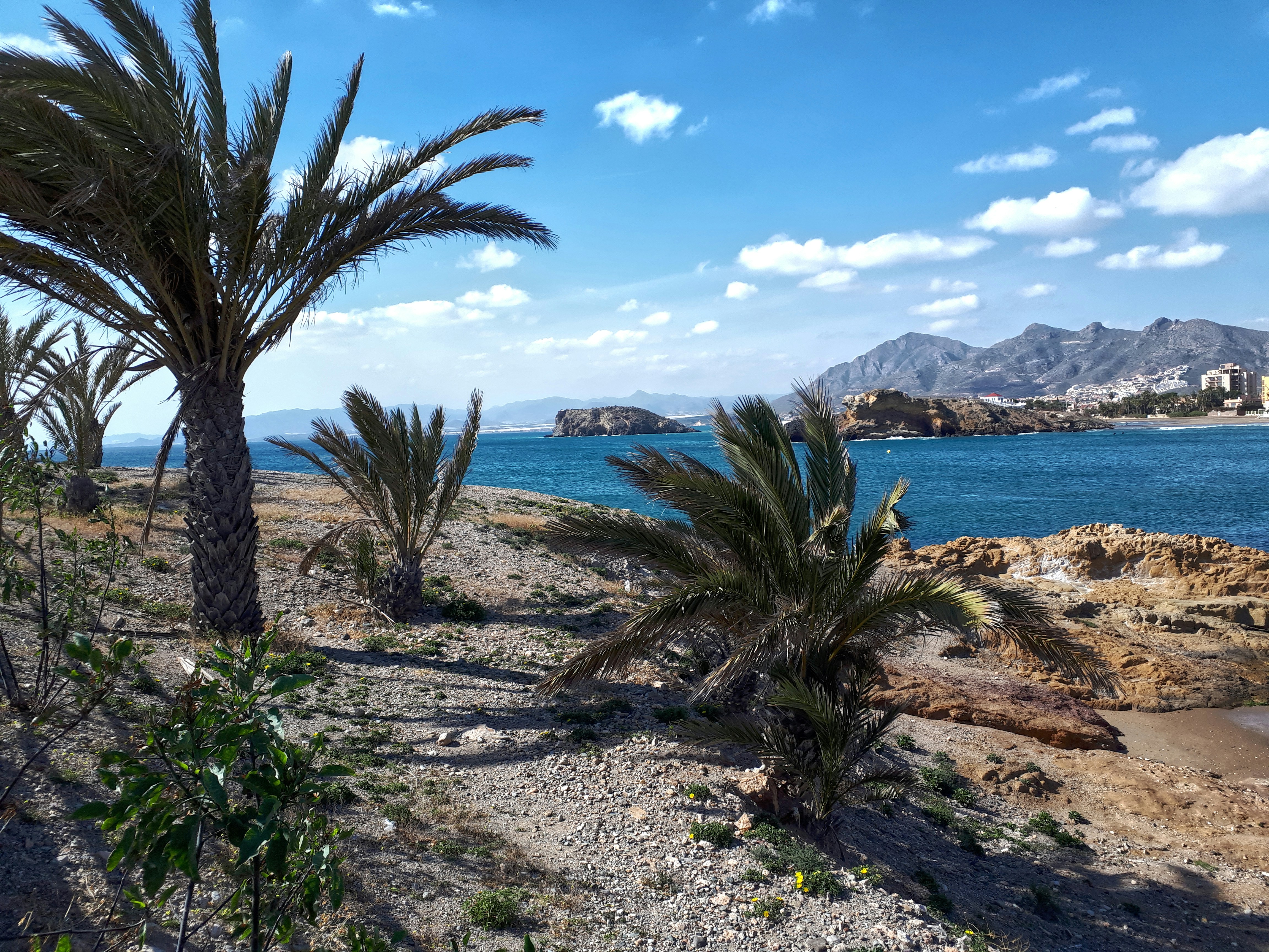 Palm trees and rocky coastline near Puerto de Mazarrón, showing the Mediterranean scenery of Murcia’s coastal day trips.